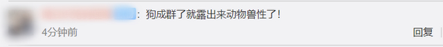 4只黑狗围攻1只大鹅结果竟被翻盘 网友：侮辱性极强