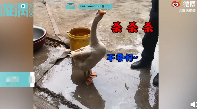 一个残忍的玩笑！大白鹅听主人说要杀它被气吐血 动物真的有灵性？