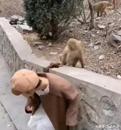 女孩景区喂猴被扯掉假发，猴子被吓的连忙后退