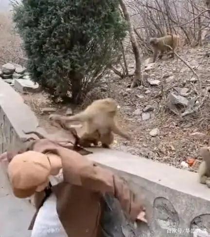 笑cry！女孩景区喂猴被扯掉假发 猴子被吓的后退一小步