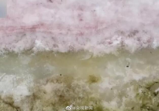 警惕!南极又出现“西瓜雪”，专家道出背后原因