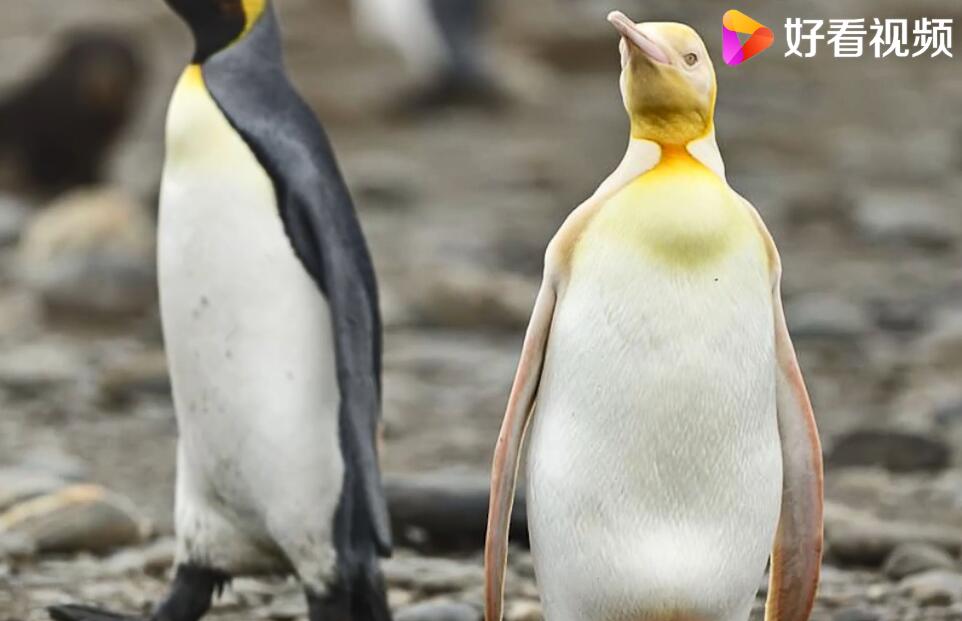 稀奇！南极发现全球首只黄金企鹅 但不清楚它是不是更吸引异性