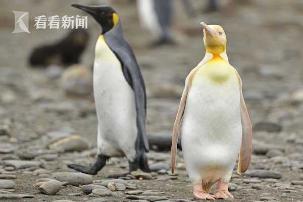 土豪金？南极发现全球首只金色企鹅 网友神评：充了QQ会员