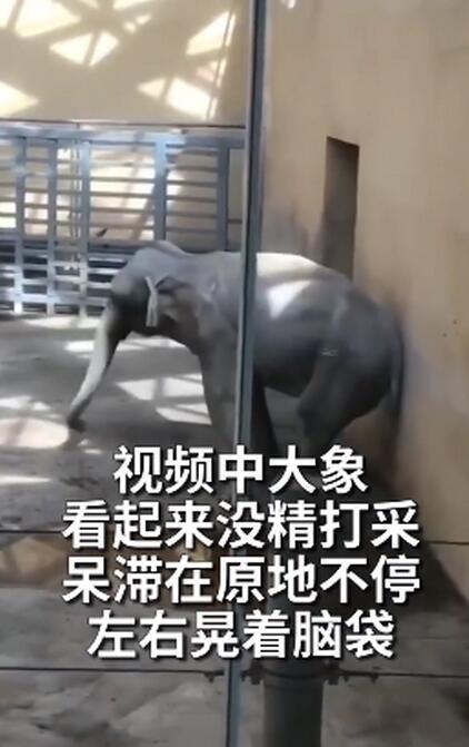 太原动物园大象摇头数月疑抑郁，园方回应说了什么？