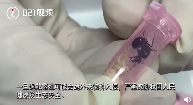 真相令人细思极恐！上海海关查获406只活体蚂蚁