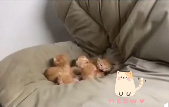 学生返校发现被窝多了一群小奶猫 被窝里长猫是什么原因？