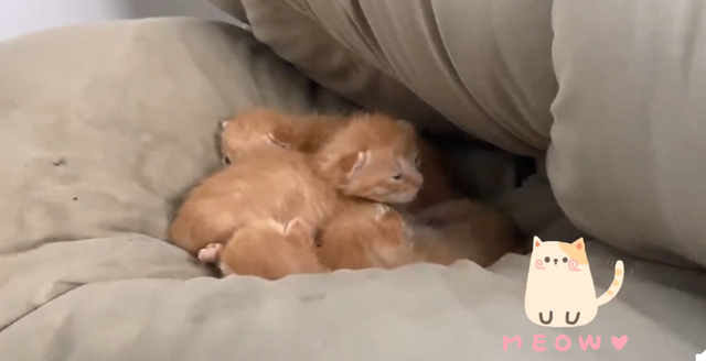 萌爆了!学生返校发现被窝多了一群小奶猫,具体啥情况?