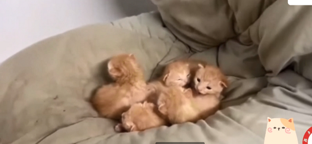萌爆了!学生返校发现被窝多了一群小奶猫,具体啥情况?