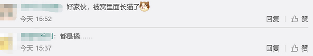 萌爆了!学生返校发现被窝多了一群小奶猫,具体啥情况?