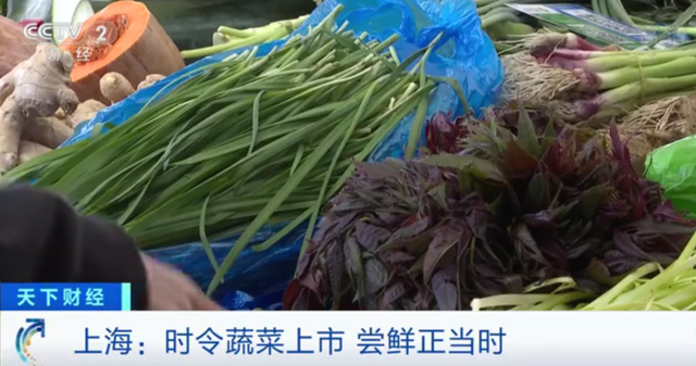 真的香！“金贵”的价格！上海香椿卖到90元一斤