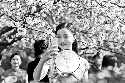 有限开放！武汉大学发布今年赏樱攻略