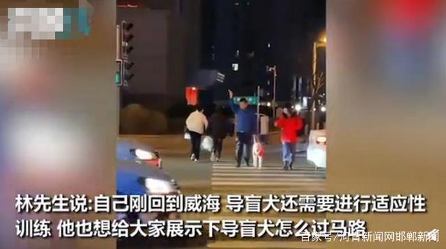 太暖了!网友本想记录导盲犬如何过马路,陌生大姐意外入镜……