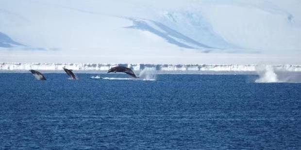△新西兰科考队员拍摄到的鲸鱼画面 图片来源：新西兰媒体