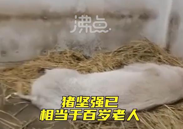 心酸！14岁的猪坚强已瘦骨嶙峋，躺在稻草上无法站立