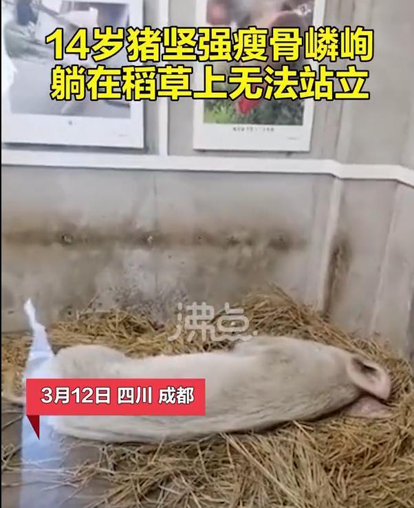 心酸！14岁的猪坚强已瘦骨嶙峋，躺在稻草上无法站立