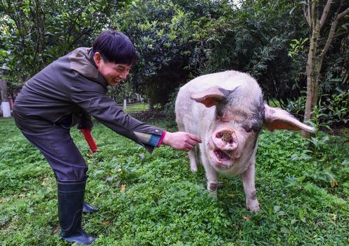 14岁的猪坚强已瘦骨嶙峋 网友：希望它能“安乐”地离开