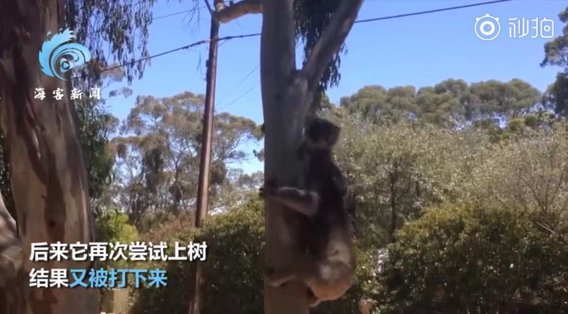 可怜又无助！考拉打架打输哭到声音沙哑