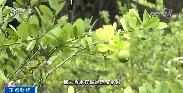 柠檬身价暴涨是啥情况？网友：我只关心柠檬茶，会不会升价