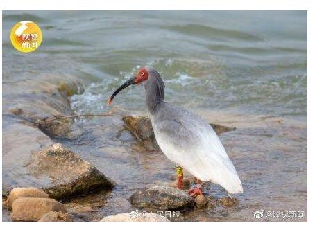 陕西延安首次发现濒危鸟类朱鹮 是一只19岁的雄鸟