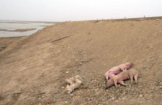 官方回应黄河大堤死猪事件 已成立应急处置领导小组 后续情况将公布