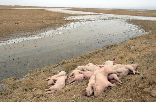 官方回应黄河大堤死猪事件 已成立应急处置领导小组 后续情况将公布