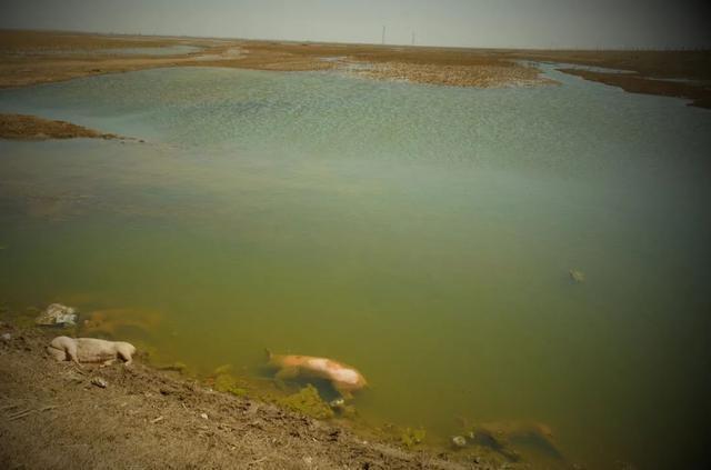 官方回应黄河大堤死猪事件：正调查取证、追踪溯源、全面消毒 