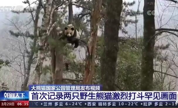 【爱情保卫战】野生大熊猫为争配偶激烈打斗 两只铁憨憨