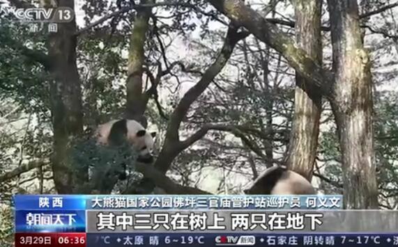 真·比武招亲！野生大熊猫为争配偶激烈打斗上热搜