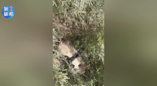 树上对峙比帅气、林间过招看本事!野生大熊猫为争配偶激烈打斗