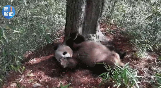珍贵视频！野生大熊猫为争配偶激烈打斗，场面激烈