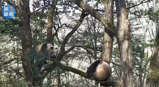 树上对峙比帅气、林间过招看本事！野生大熊猫为争配偶激烈打斗