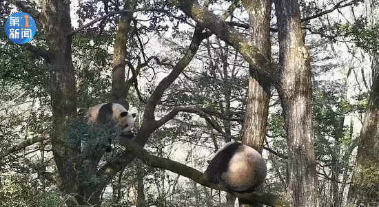 树上对峙比帅气、林间过招看本事!野生大熊猫为争配偶激烈打斗