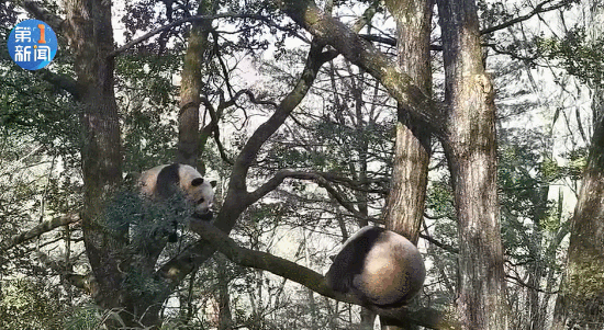 珍贵视频！野生大熊猫为争配偶激烈打斗，场面激烈