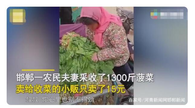 农民夫妻1300斤菠菜卖了15元 大叔眼里写满了辛酸