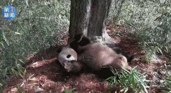 为找对象拼了！野生大熊猫为争配偶激烈打斗，场面激烈