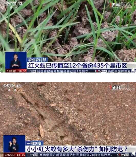 红火蚁入侵12省份 专家:遇到快跑 被咬伤后严重者会死亡！
