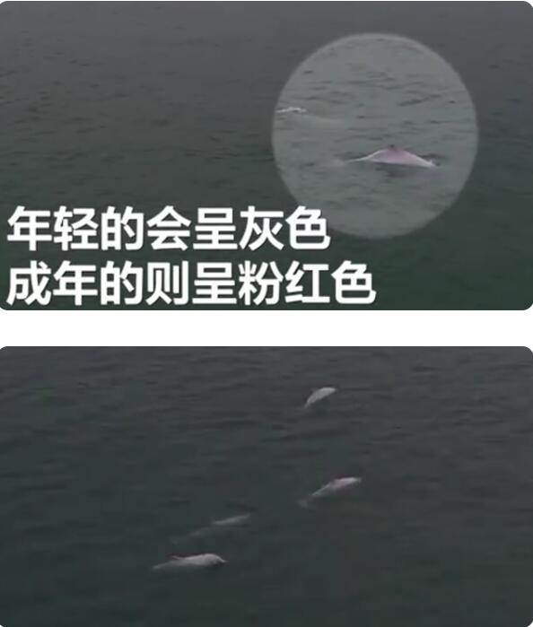 童话故事里的场景！广东南澳岛现5只粉色海豚