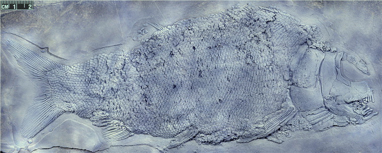 贵州发现2.44亿年前大型盘州暴鱼 在疣齿鱼科中尚属首次发现