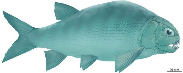 贵州发现2.44亿年前大型盘州暴鱼 暴鱼是什么样的鱼类？