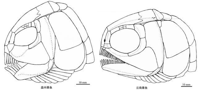 贵州发现2.44亿年前大型盘州暴鱼 暴鱼是什么样的鱼类？