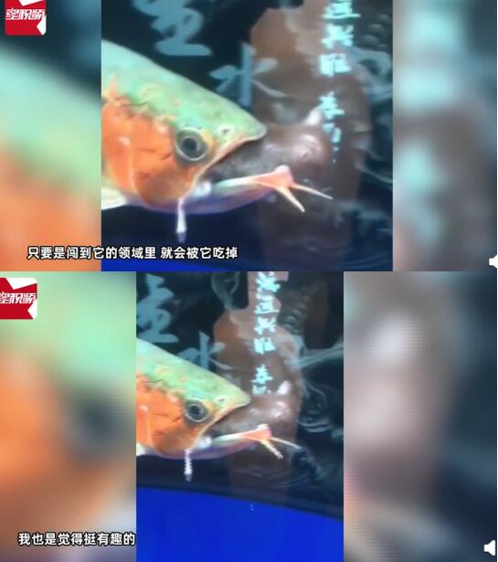 惊呆了！深圳一宠物鱼在鱼缸里吃老鼠，到底是什么宠物鱼？