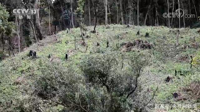 西双版纳现大规模毁林种茶 为何出现集中违法毁林现象？