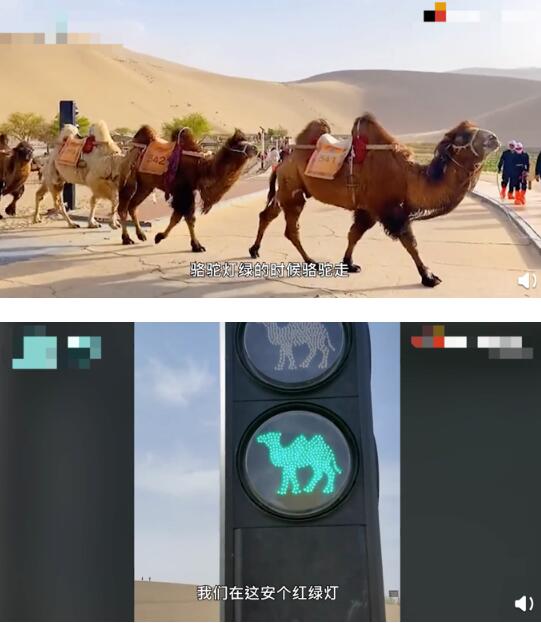 甘肃一景区设骆驼红绿灯 骆驼灯绿骆驼走，行人灯绿行人走