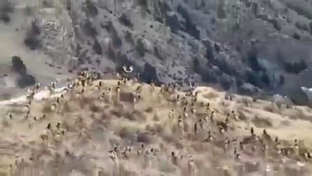 近200头白臀鹿追逐嬉戏 护林员第一次见激动不已
