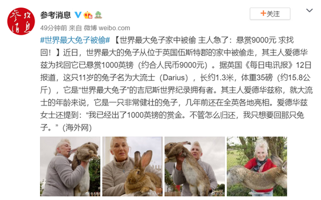 不要被吃掉啊！世界最大的兔子被偷，主人悬赏9000元求找回