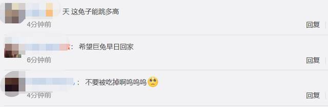 不要被吃掉啊!世界最大的兔子被偷,主人悬赏9000元
