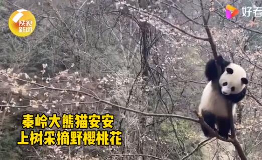 可可爱爱！秦岭大熊猫上树折樱桃花上热搜【图】