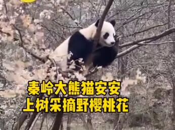 可可爱爱！秦岭大熊猫上树折樱桃花上热搜【图】