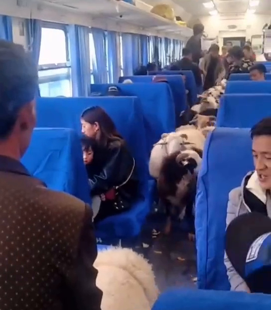 四川一火车上有猪羊成群穿行 羊群挤满过道乘客淡定