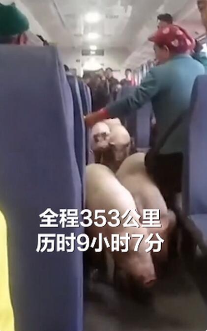 四川一火车上有猪羊成群穿行 和猪羊一起坐火车是种什么体验？